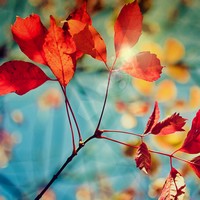 descargar wallpaper de Naturaleza